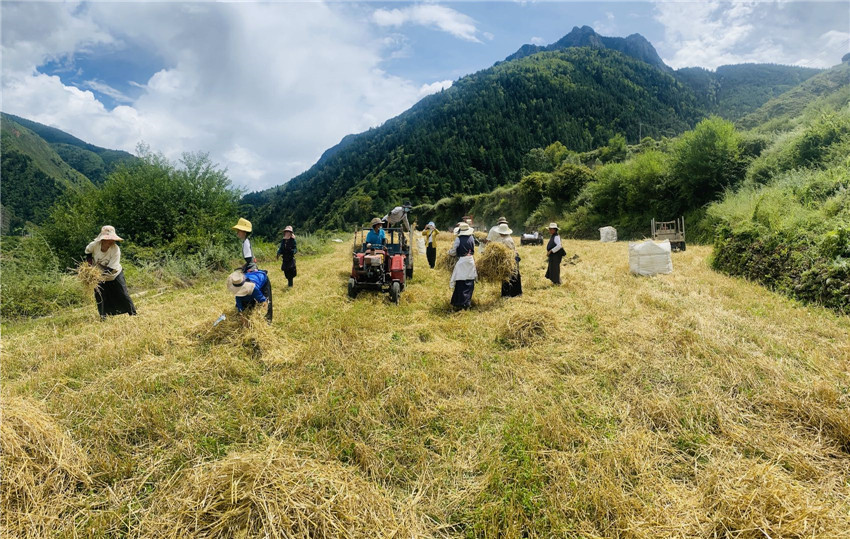 道孚1.jpg 道孚1.jpg