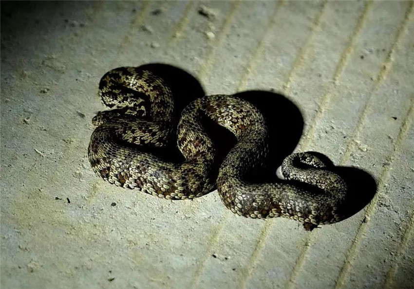 石渠發(fā)現(xiàn)的.jpg 石渠發(fā)現(xiàn)的.jpg