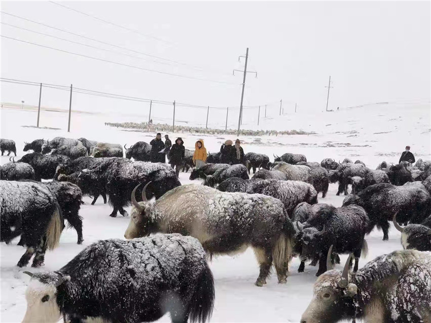 地處“云端之上”生命禁區(qū)“的農(nóng)行石渠支行80后青年益西多吉說”今年疫情流行，大伙冒雪下鄉(xiāng)送金融服務(wù)，新年首日就為農(nóng)戶發(fā)放了3000多萬元，點(diǎn)亮百姓牦牛致富夢，疫情終將過去，筑夢春天，我們協(xié)力點(diǎn)燃牧民發(fā)展信心“.jpg
