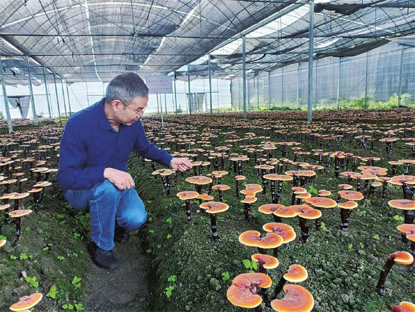 查看靈芝.jpg 查看靈芝.jpg